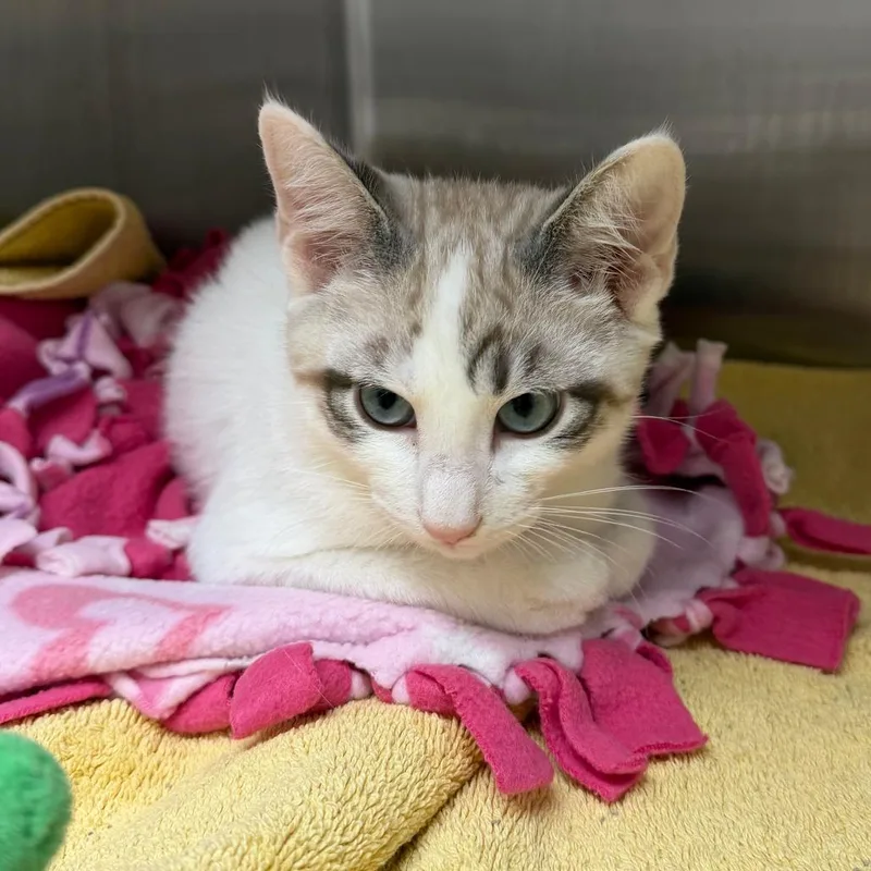 A baby small-sized male Domestic Short Hair cat named Harry for adoption in Naperville, IL