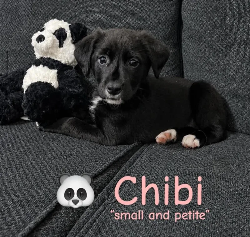 A baby medium-sized female Black Labradoodle dog named Chibi for adoption in Grand Rapids, MI