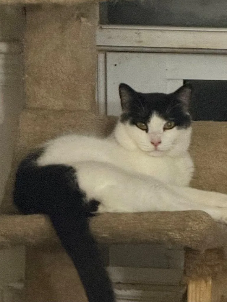 A baby large-sized male Domestic Short Hair cat named David for adoption in warrenville, SC
