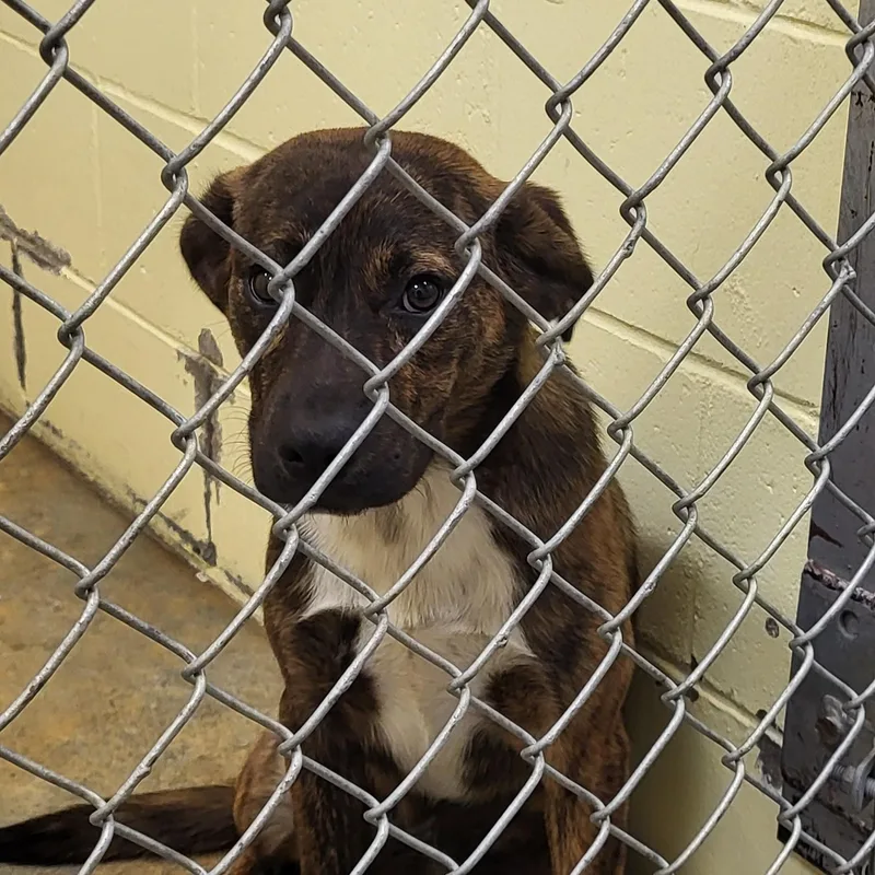 A young medium-sized female Mixed Breed dog named Sheba for adoption in Marion, MS