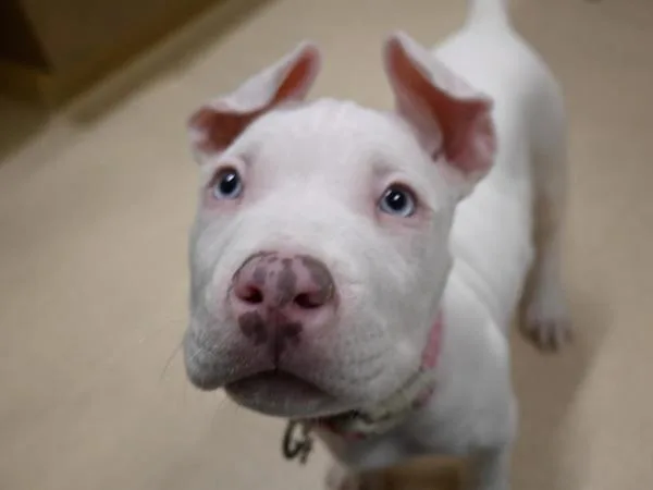 A baby small-sized female Pit Bull Terrier dog named Blanca for adoption in Portland, OR