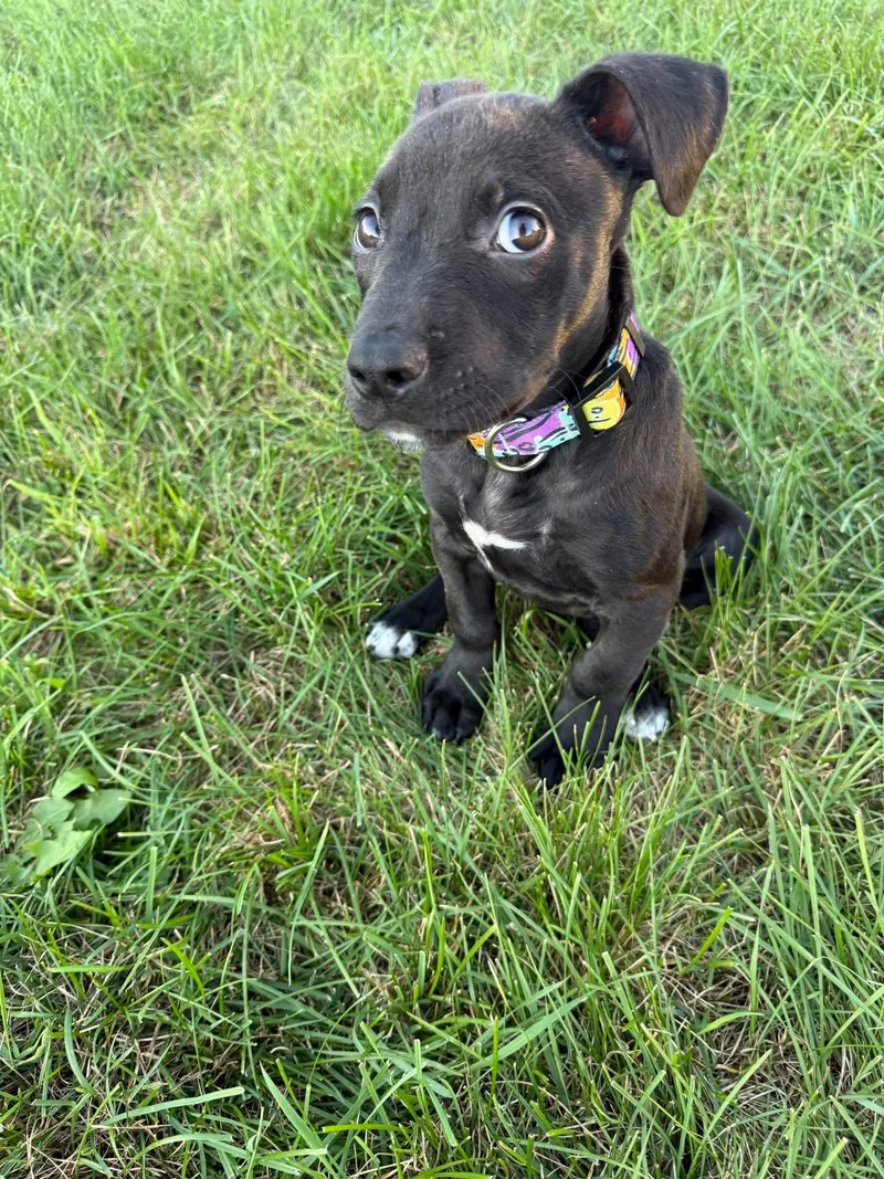 A baby small-sized male American Staffordshire Terrier dog named Snoopy for adoption in Little Chute, WI