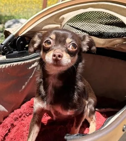 An adult small-sized female Brown / Chocolate Chihuahua dog named Cocolicious for adoption in Santa Rosa, CA