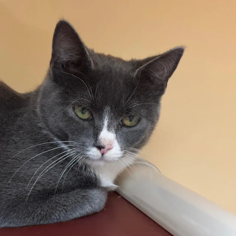 A baby small-sized female Gray / Blue / Silver Domestic Short Hair cat named Diamond for adoption in East Hanover, NJ