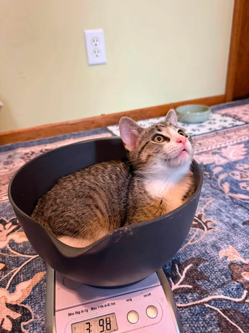 A baby small-sized male Tabby (Brown / Chocolate) Domestic Short Hair cat named Bentley for adoption in Stoughton, WI