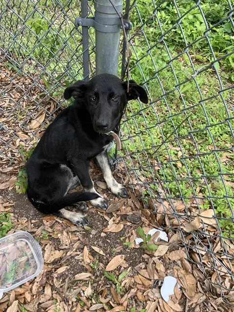 A baby medium-sized male Mixed Breed dog named Parker for adoption in Dallas, TX