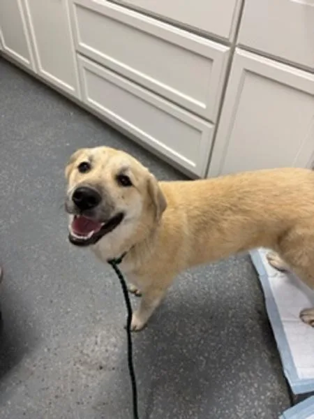 A young large-sized female Shepherd dog named Adelaide for adoption in Morristown, TN