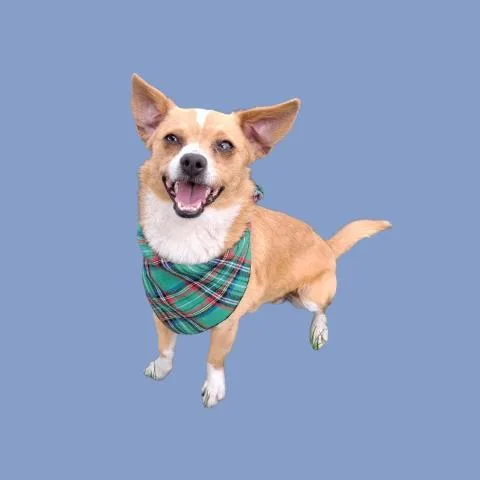A young small-sized male Chihuahua dog named Dallas for adoption in Bakersfield, CA