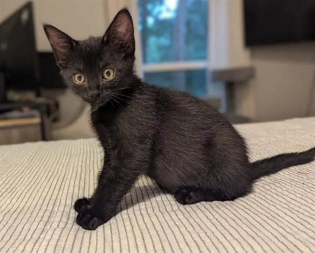 A baby small-sized female Domestic Short Hair cat named Bella for adoption in Tallahassee, FL