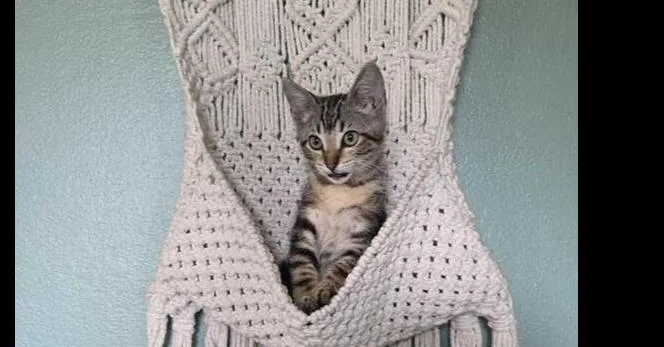 A baby small-sized male Gray / Blue / Silver Domestic Short Hair cat named Loki for adoption in Naranjito, PR