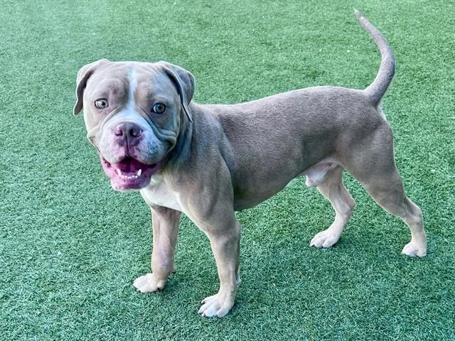 A young medium-sized male Mixed Breed dog named King for adoption in Dallas, TX