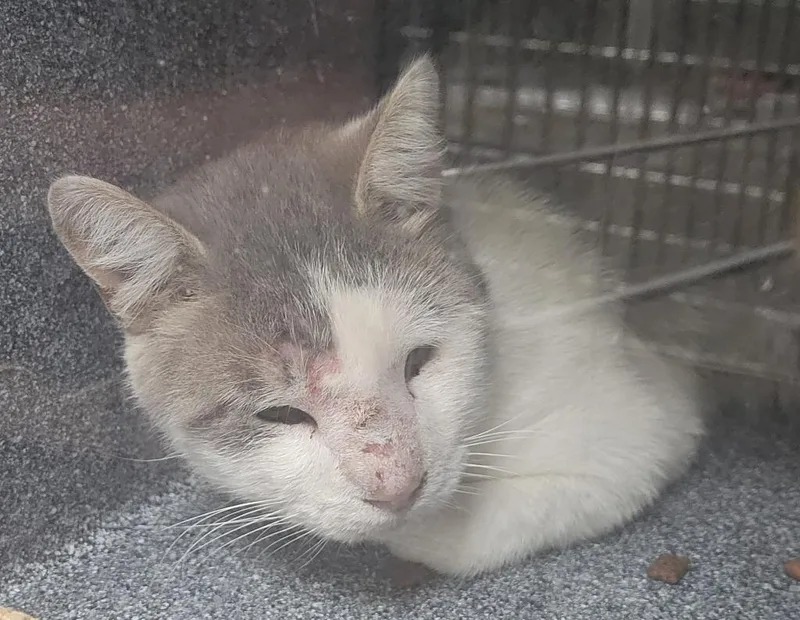 A young small-sized male Domestic Short Hair cat named T Cat for adoption in Heber City, UT