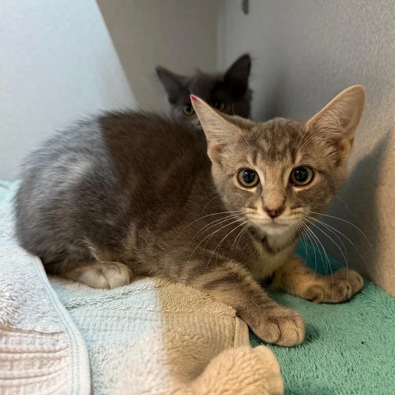 A baby small-sized female Gray / Blue / Silver Domestic Short Hair cat named Luna for adoption in Pittsburgh, PA