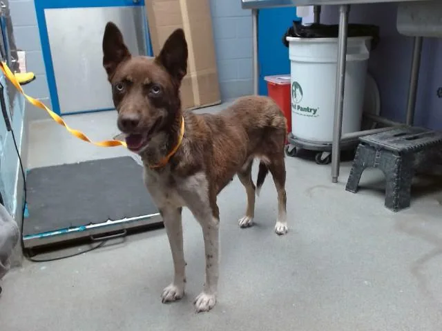 A young medium-sized female Husky dog named Zelda for adoption in Albuquerque, NM