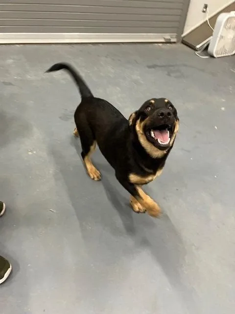 A baby medium-sized female Mixed Breed dog named Bounty for adoption in Mustang, OK