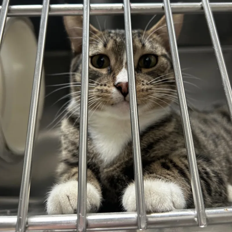A young medium-sized female Brown / Chocolate Domestic Short Hair cat named Madam Bones Honduras for adoption in Denver, CO