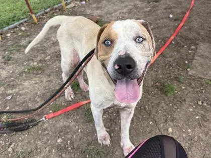 An adult large-sized female White / Cream Mixed Breed dog named Molley for adoption in Georgetown, TX