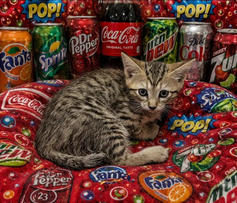 A baby small-sized male Domestic Short Hair cat named Mountain Dew for adoption in Washington Court House, OH