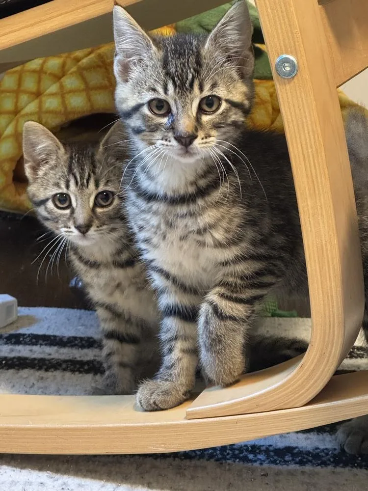 A baby small-sized male Brown / Chocolate Domestic Short Hair cat named Poblano for adoption in Oak Park, MI