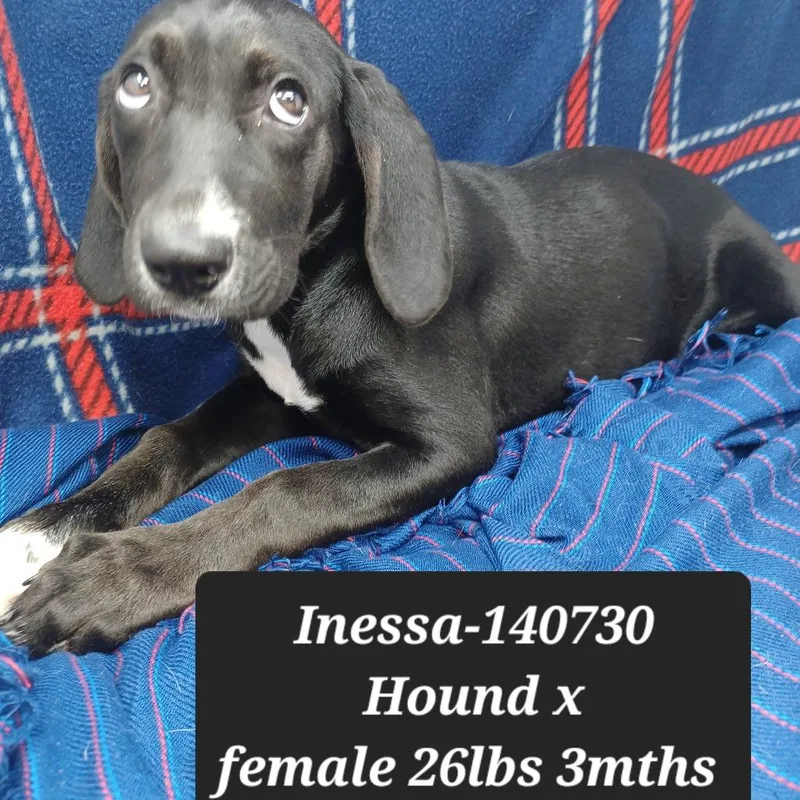 A baby small-sized female Hound dog named Inessa for adoption in New Tazewell, TN
