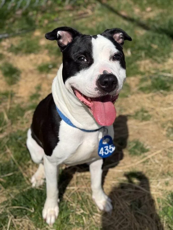 A young large-sized female Black Pit Bull Terrier dog named Panda for adoption in Manassas, VA