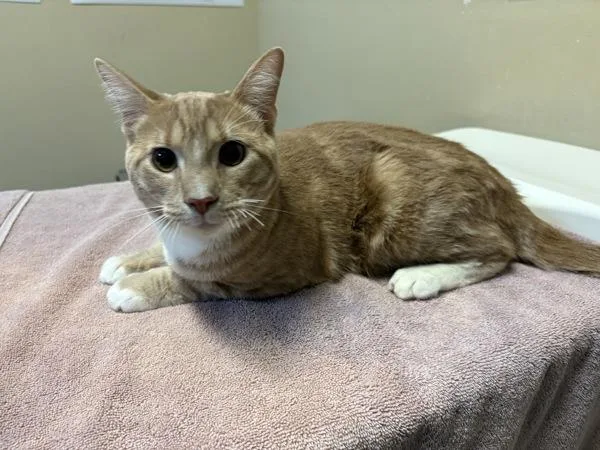 A young small-sized male Domestic Short Hair cat named Salmon for adoption in Oceanside, CA