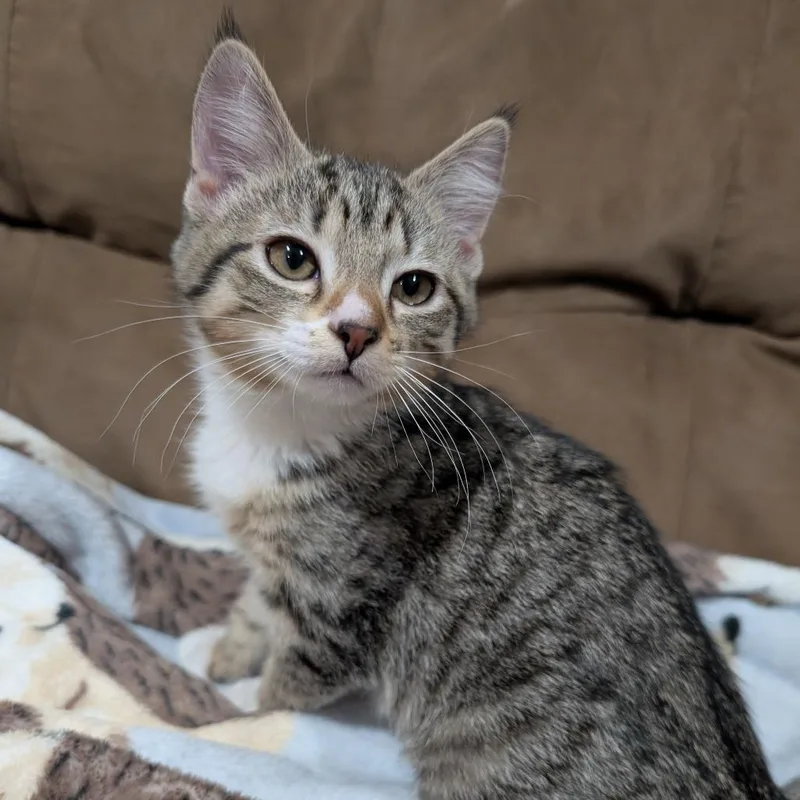 A baby small-sized male Brown / Chocolate Domestic Short Hair cat named Divided Highway for adoption in Roselle, IL
