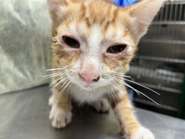 Io