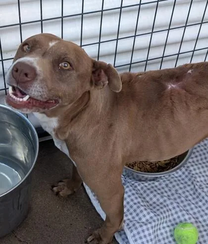 An adult large-sized female Brown / Chocolate Mixed Breed dog named Rumi for adoption in El Paso, TX