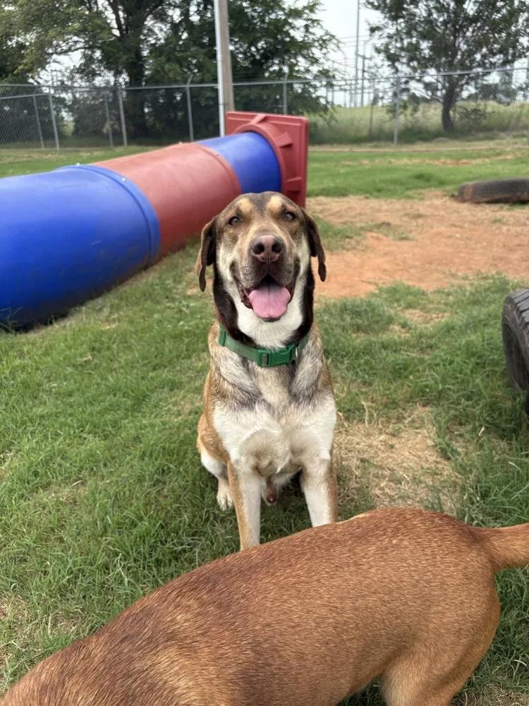 An adult large-sized male Mixed Breed dog named Bert for adoption in Deerfield, WI