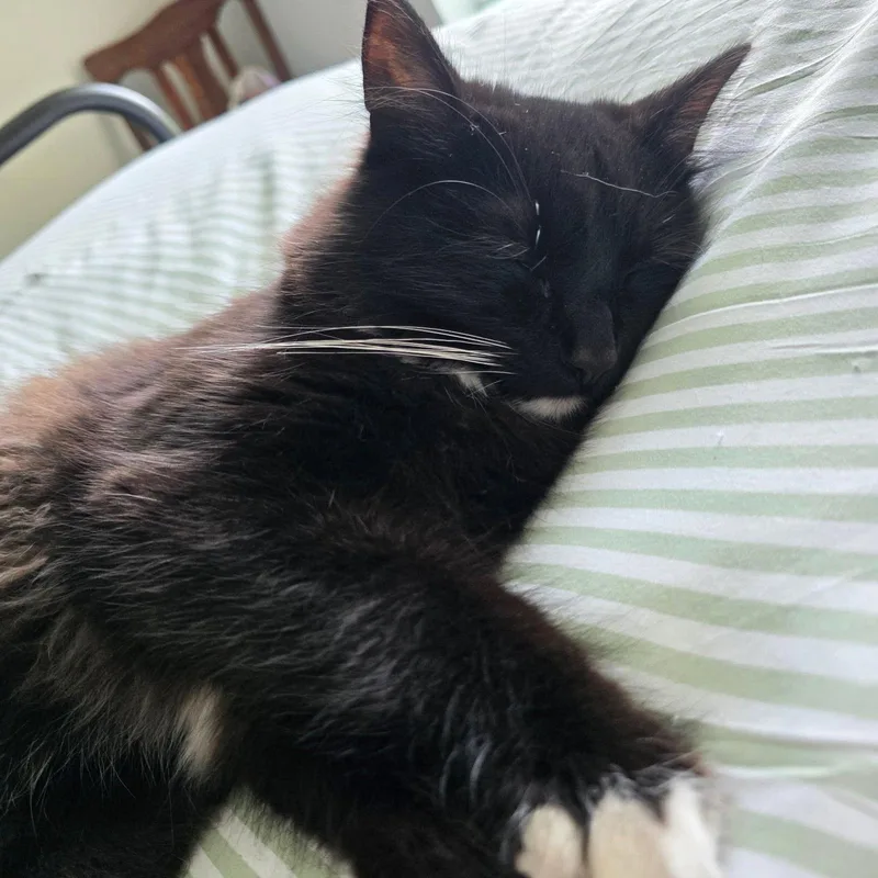 A young medium-sized male Black & White / Tuxedo Domestic Long Hair cat named Bobby for adoption in New Albany, OH