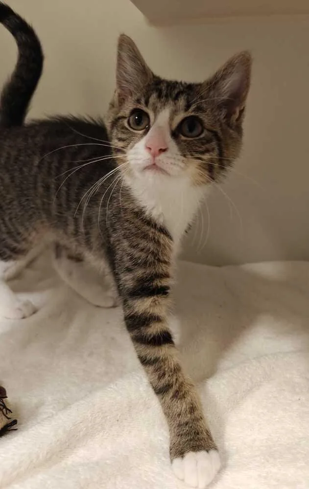 A baby medium-sized female Domestic Short Hair cat named Sporty Spice for adoption in Elmsford, NY