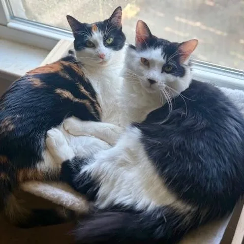 Velvet And Denim thumbnail 2