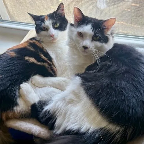 Velvet And Denim thumbnail 3