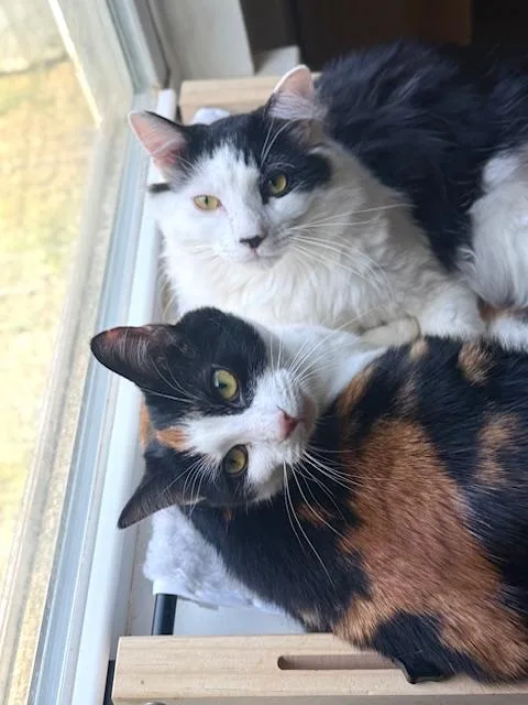 Velvet And Denim thumbnail 4