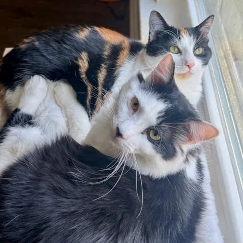 Velvet And Denim thumbnail 5