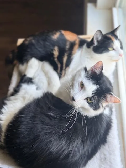 Velvet And Denim thumbnail 6