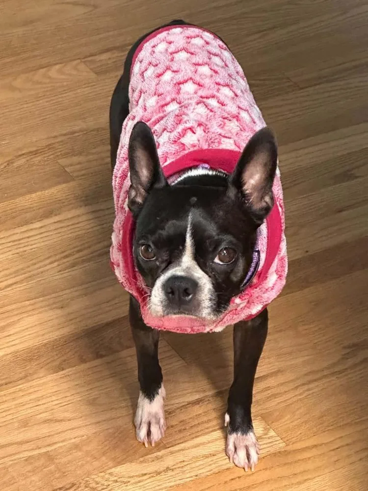 An adult small-sized female Tricolor (Brown, Black, & White) Boston Terrier dog named Maggie for adoption in Jackson, TN