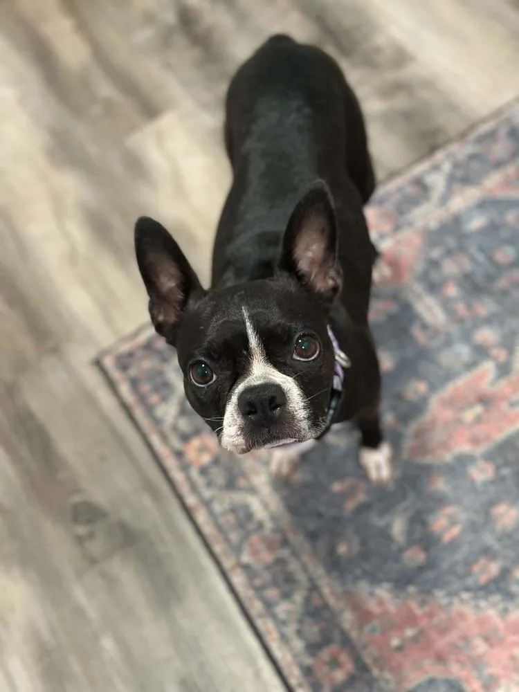Maggie thumbnail 3
