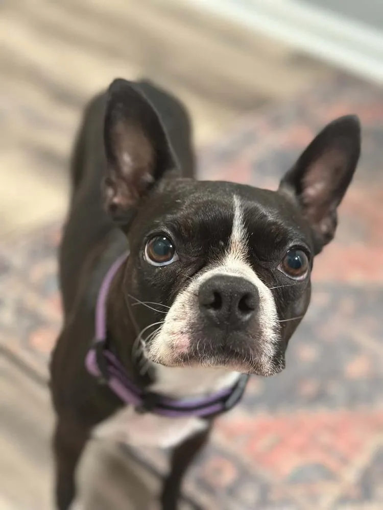 Maggie thumbnail 4