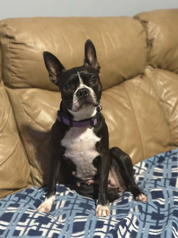 Maggie thumbnail 5
