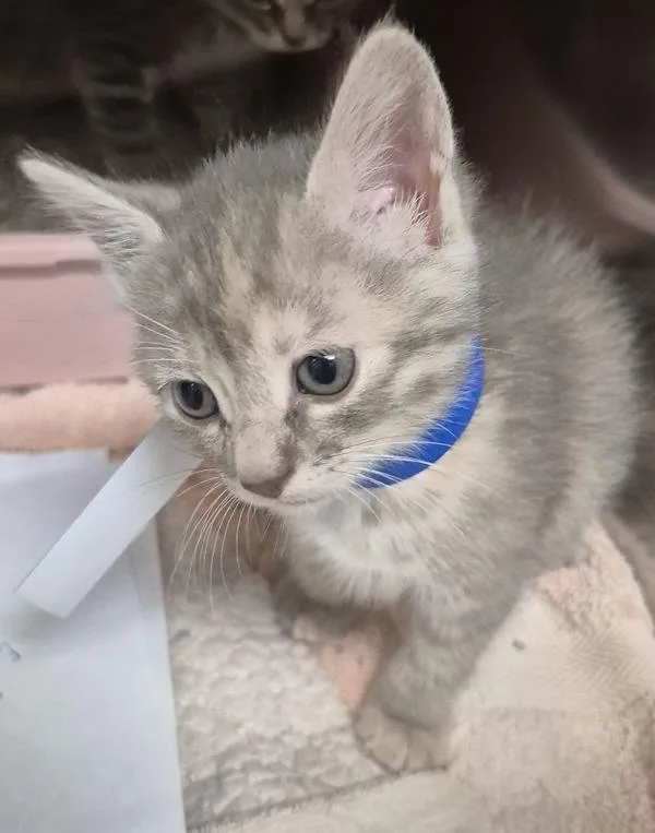A baby small-sized female Domestic Short Hair cat named Violet for adoption in Napa, CA