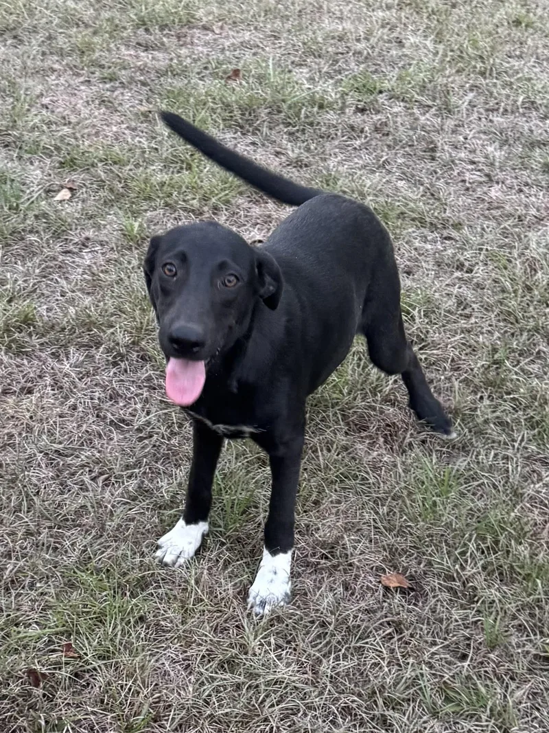 A young medium-sized female Black Labrador Retriever dog named Jolene Pardon for adoption in Alexandria, LA