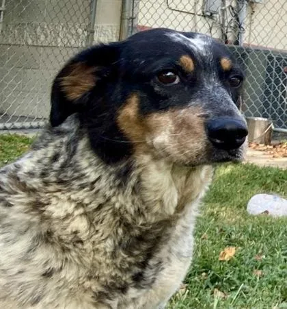 Kimber
