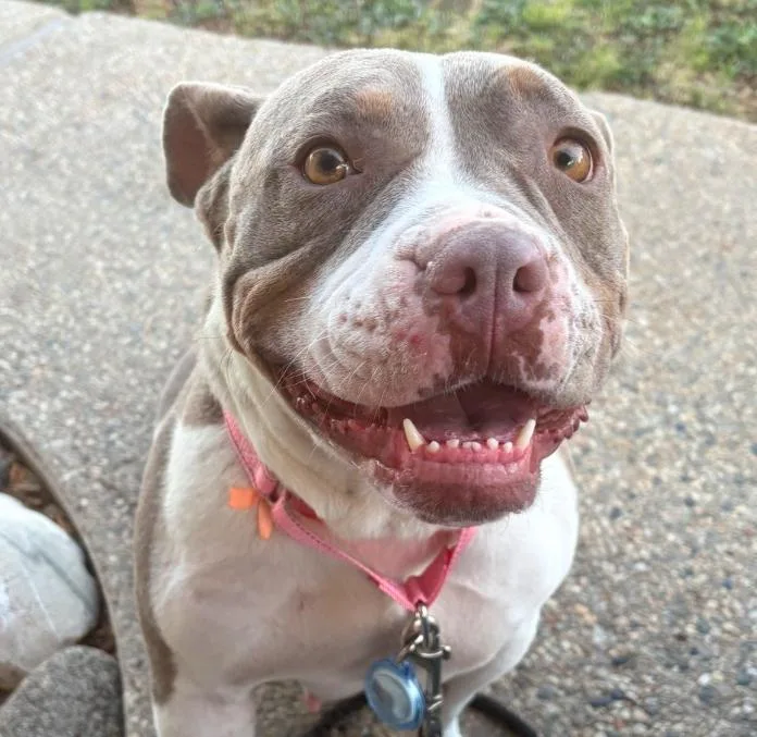 An adult medium-sized female White / Cream Pit Bull Terrier dog named Rosie for adoption in Los Angeles, CA