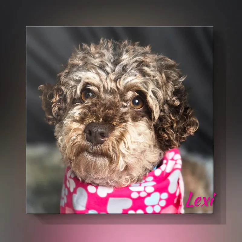 Lexi thumbnail 3