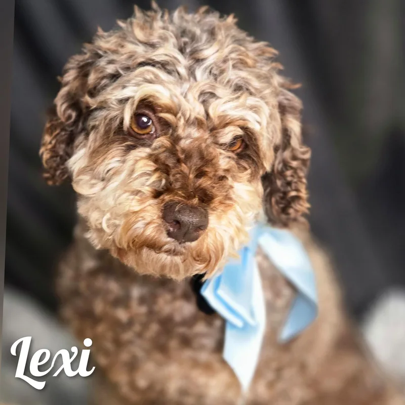 Lexi thumbnail 4