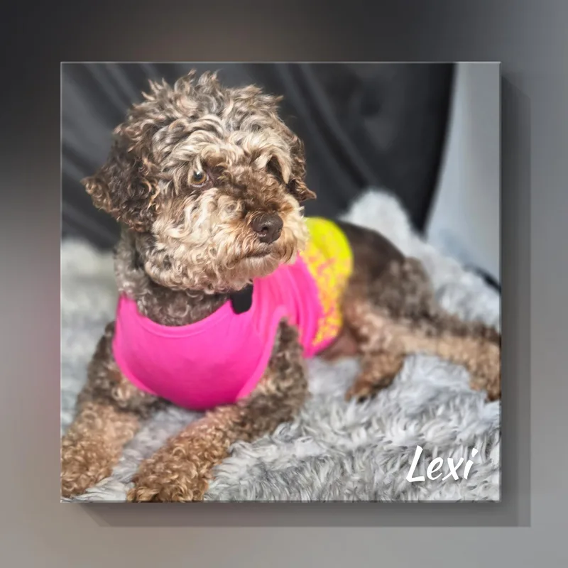 Lexi thumbnail 6