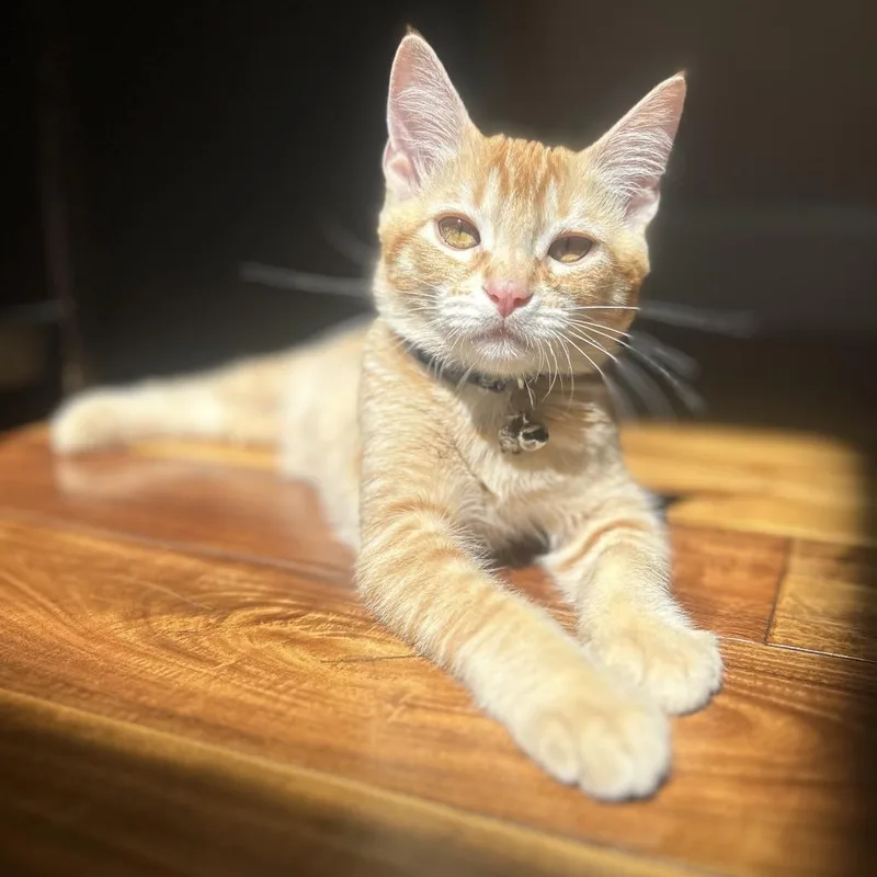 A baby medium-sized male Orange / Red Domestic Short Hair cat named Chucky for adoption in Long Beach, CA