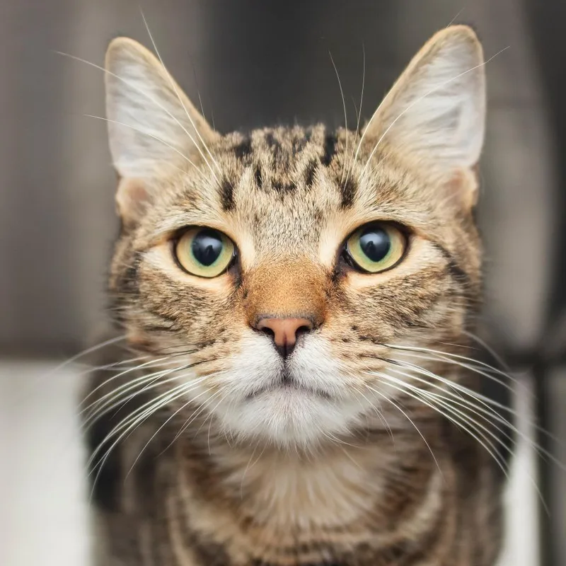 An adult medium-sized male Brown / Chocolate Domestic Short Hair cat named Pretzel for adoption in Middletown, RI
